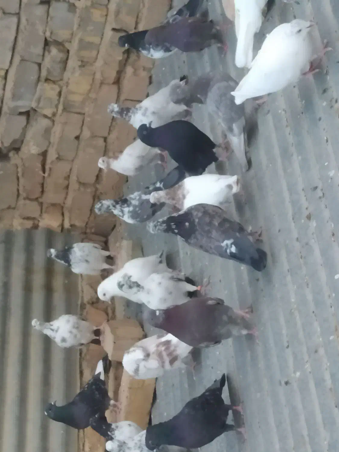 فروش کبوتر|پرنده|کویرات, |دیوار