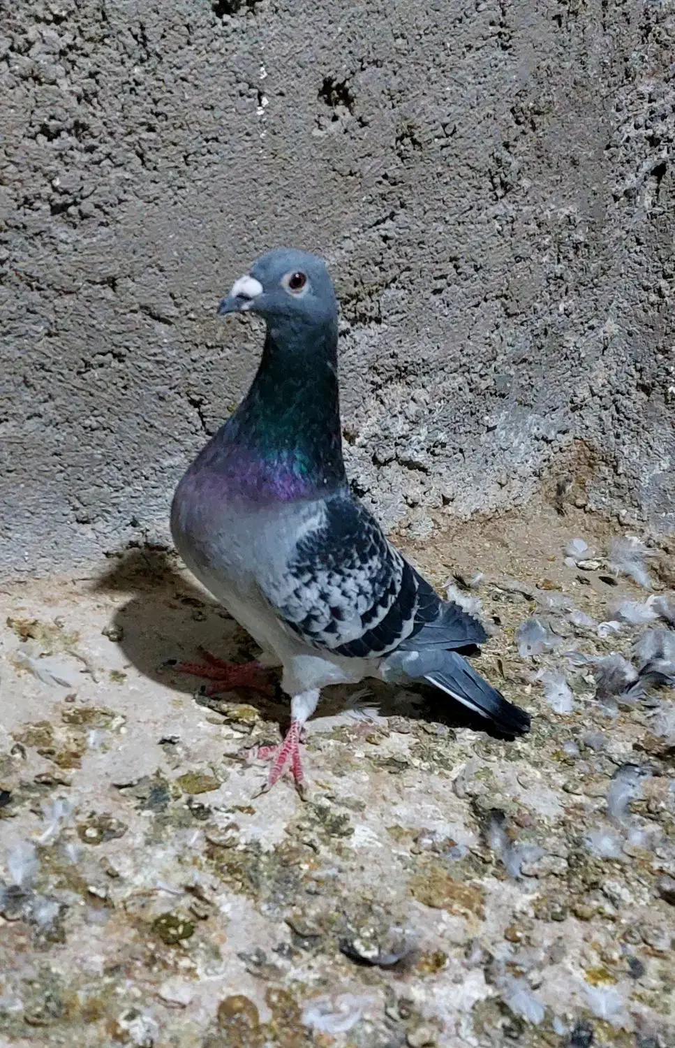 تعداد ۵ عدد کبوتر رنگی پرشی|پرنده|محمدیه-قزوین, |دیوار