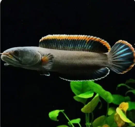 چانا لیمباتا پنگوسی درشت آروانا درشت ردتیل درشت|ماهی|همدان, |دیوار