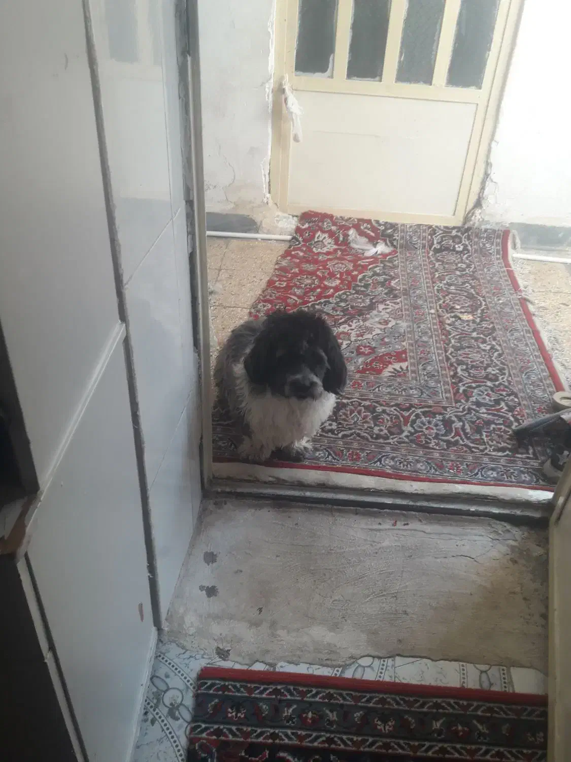 سگ شیتزو|سگ|خرم‌آباد, |دیوار