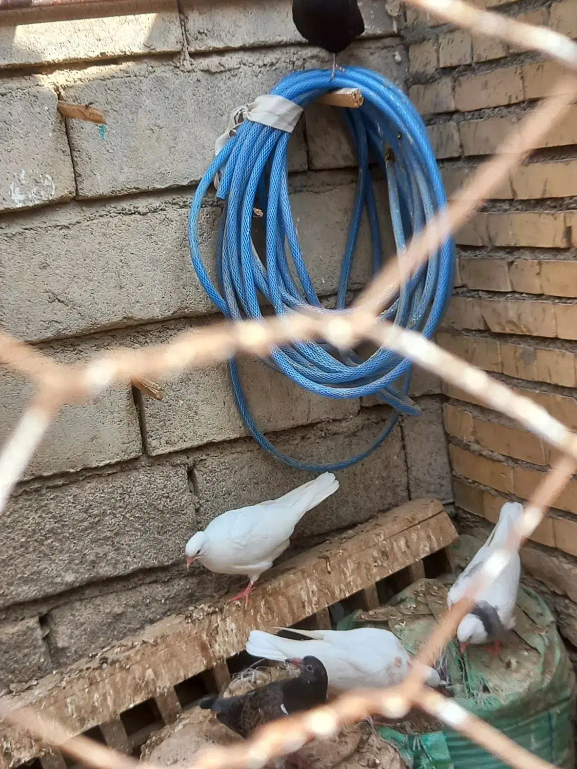 کبوتر دمسفید جوجه طوقی|پرنده|درگز, |دیوار