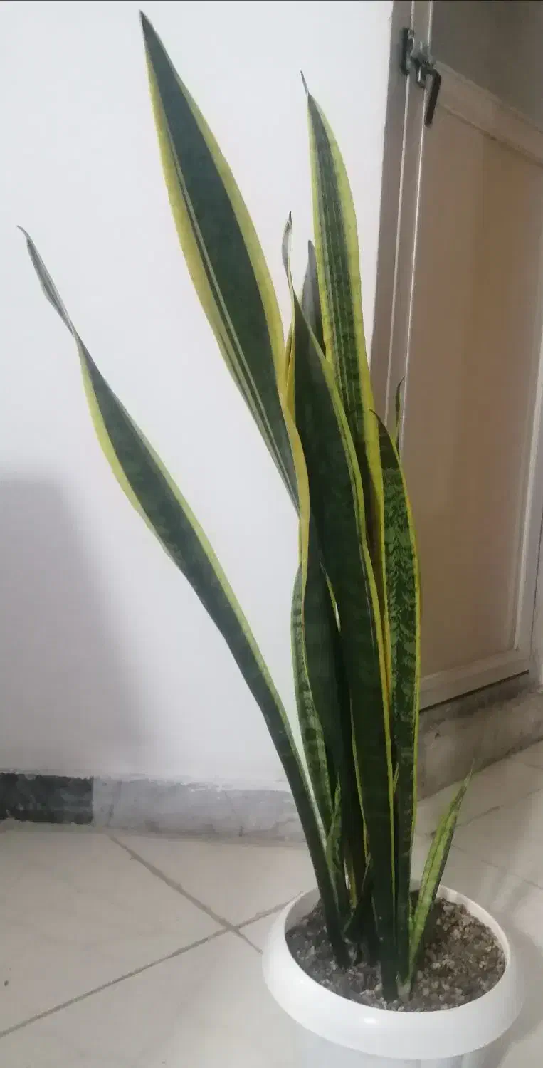 سانسوریا طلایی|گل و گیاه طبیعی|شیروان (خراسان), |دیوار