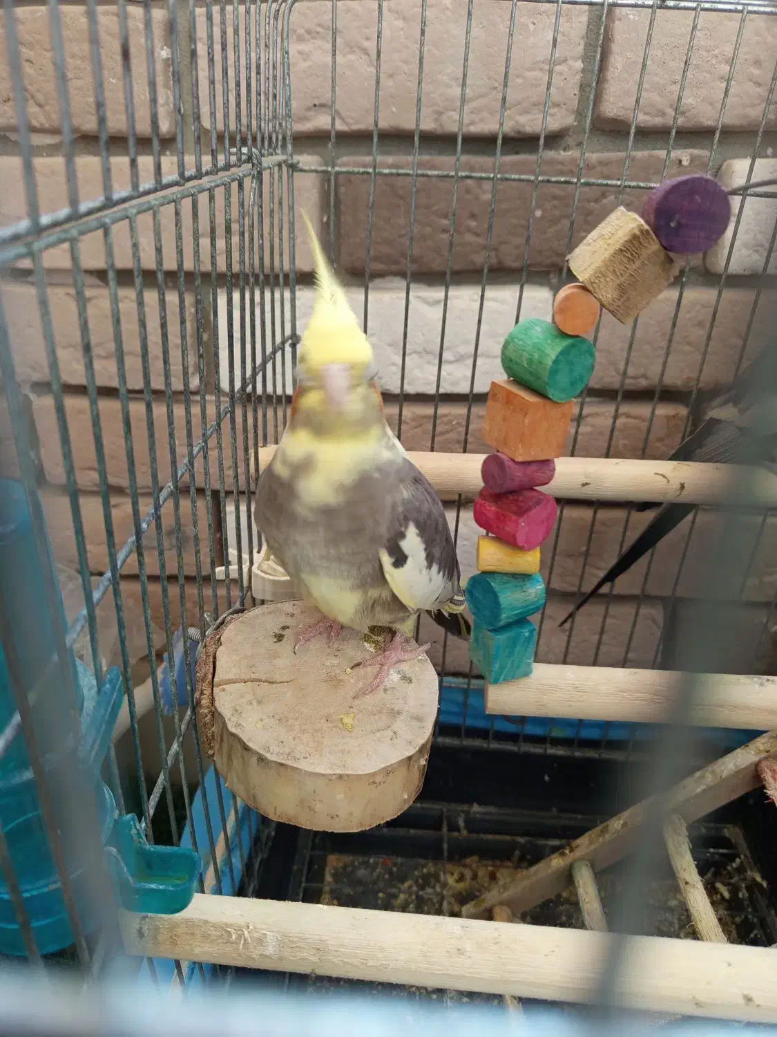 عروس هلندی جفت|پرنده|محمدیه-قزوین, |دیوار