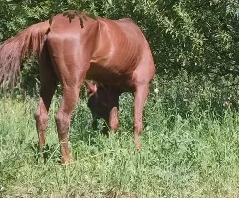 نریان کرد|اسب و تجهیزات اسبسواری|ارومیه, |دیوار