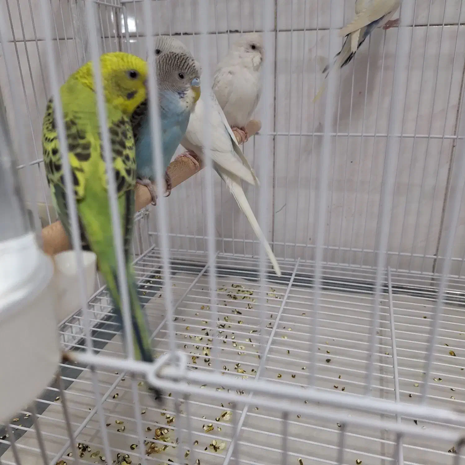 قناری . فنچ و مرغ عشق|پرنده|تربت‌حیدریه, شهرک ولیعصر|دیوار