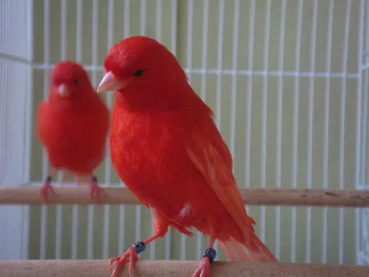 قناری|پرنده|رامهرمز, |دیوار