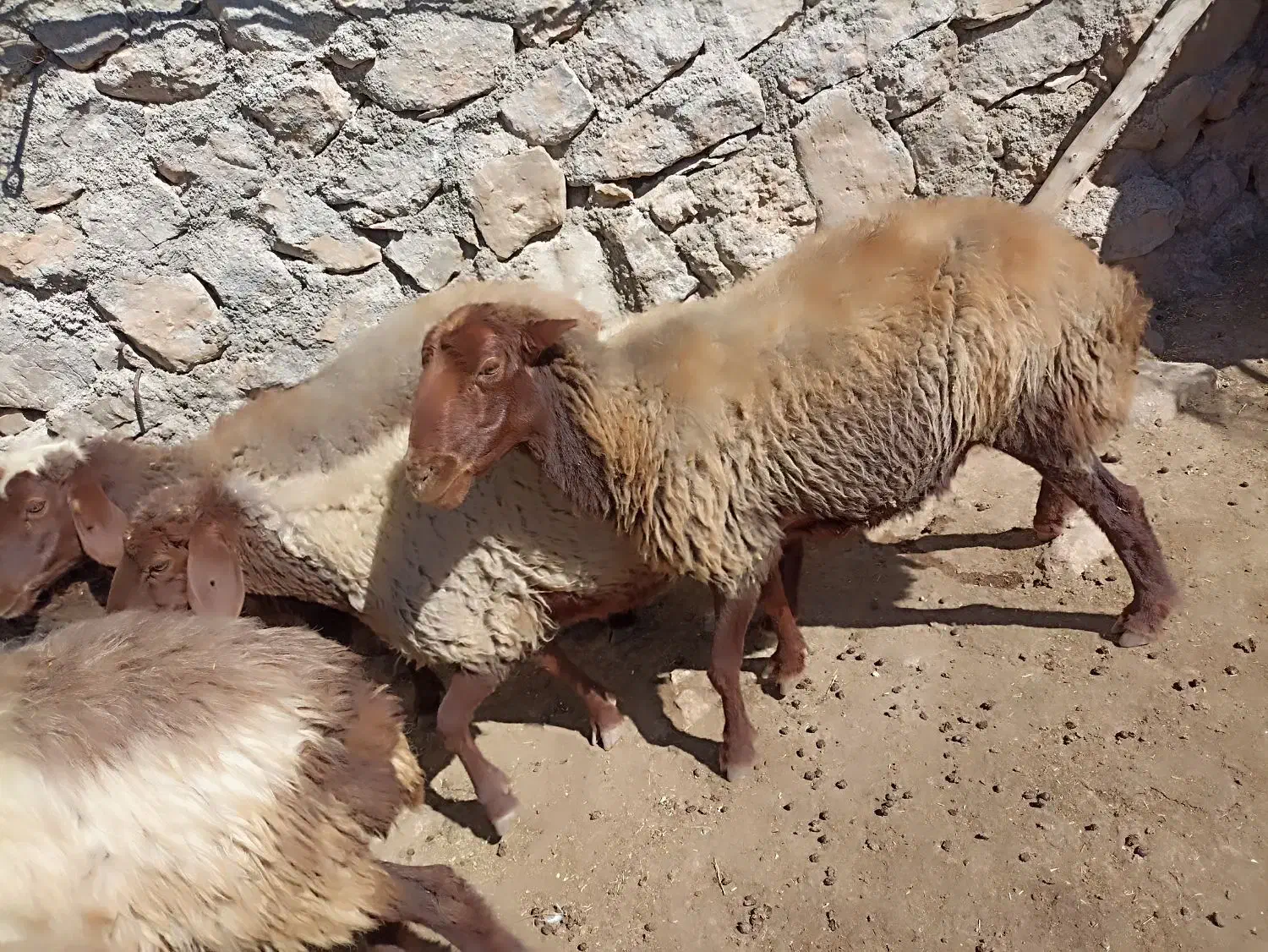 میش|حیوانات مزرعه|پاپی, |دیوار