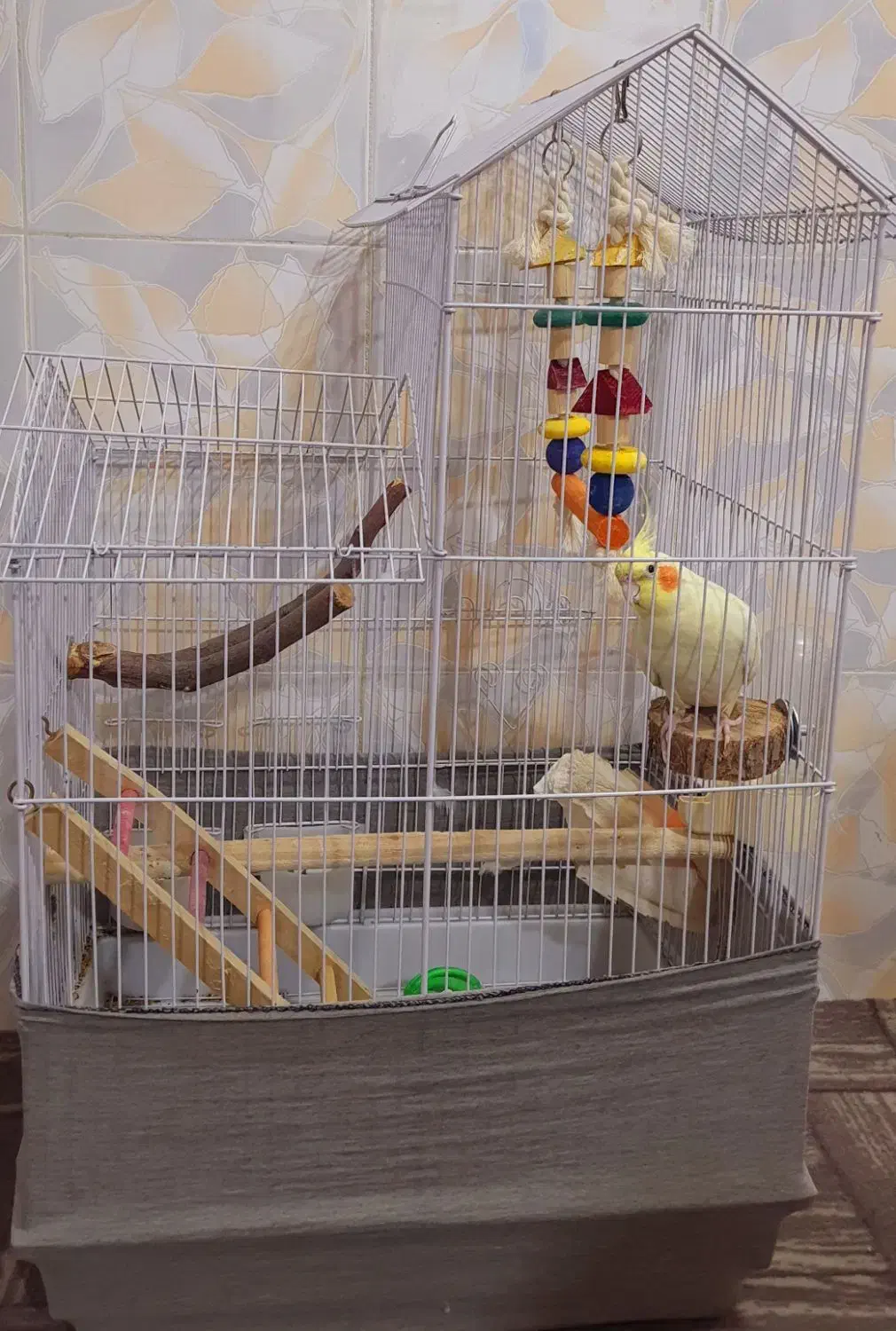 عروس هلندی لوتینیو،سالم وسرحال باقفس وکلیه وسایل|پرنده|رامهرمز, |دیوار