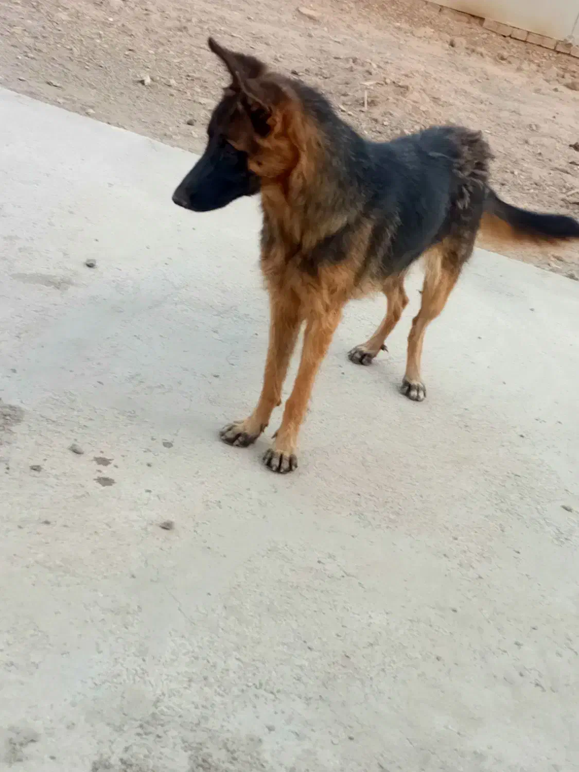 سگژرمناصل|سگ|پیشوا, |دیوار