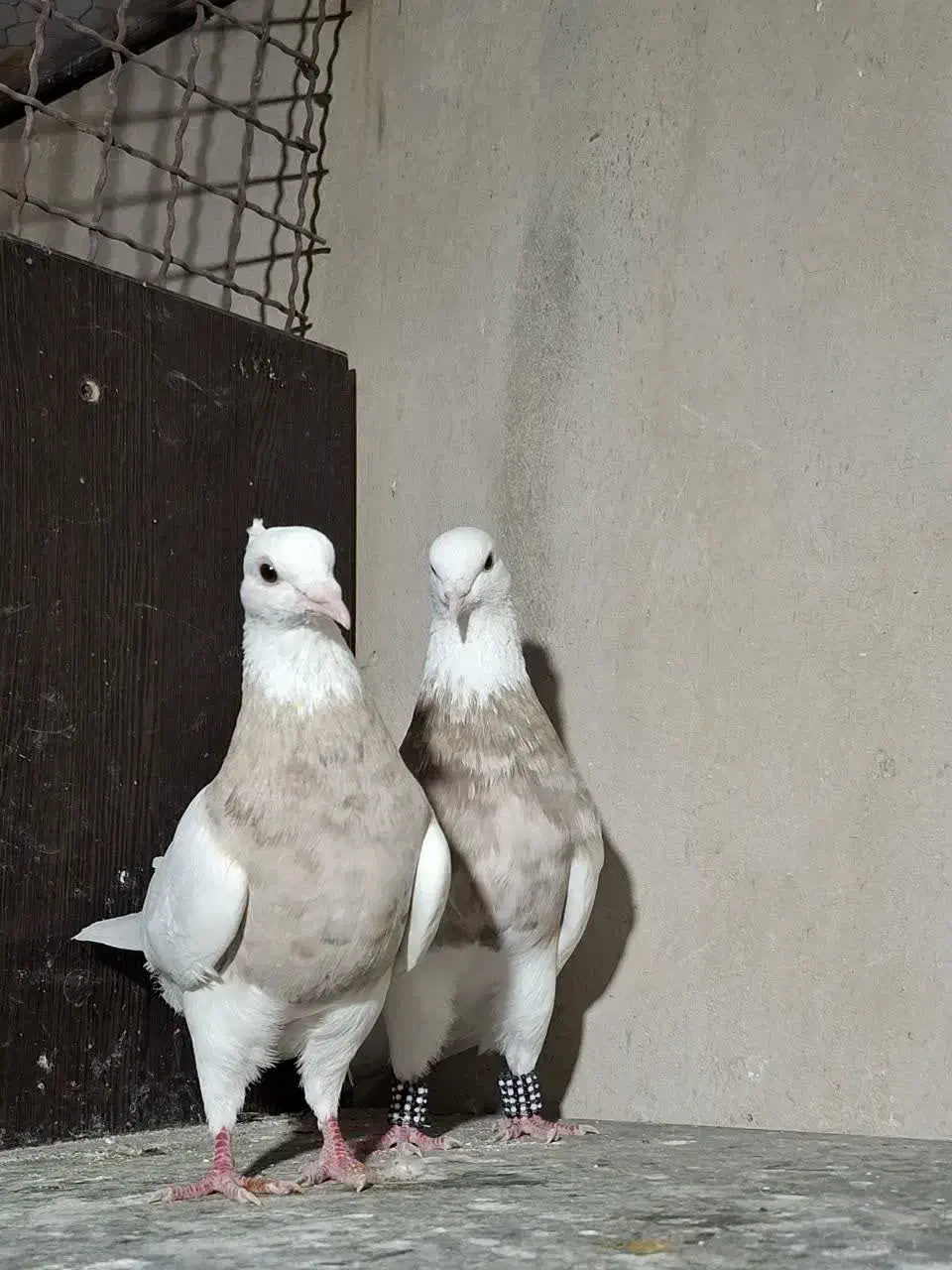 کفتر|پرنده|شیراز, حافظیه|دیوار