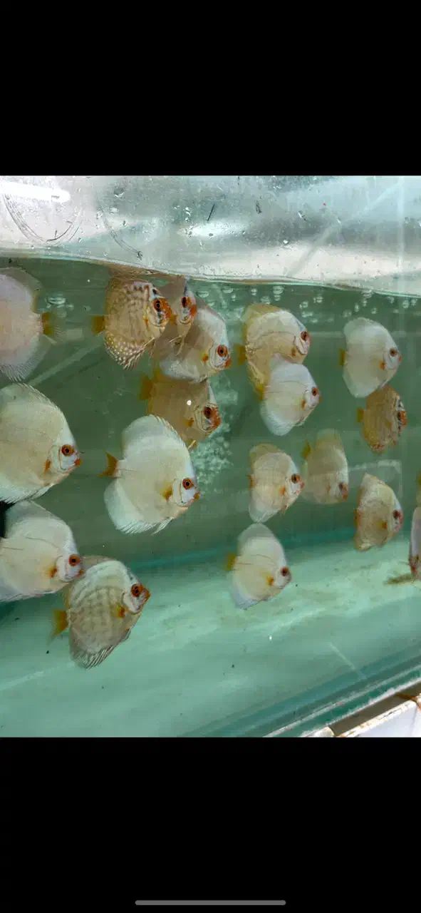 دیسکس|ماهی|پردیس, فاز ۱|دیوار