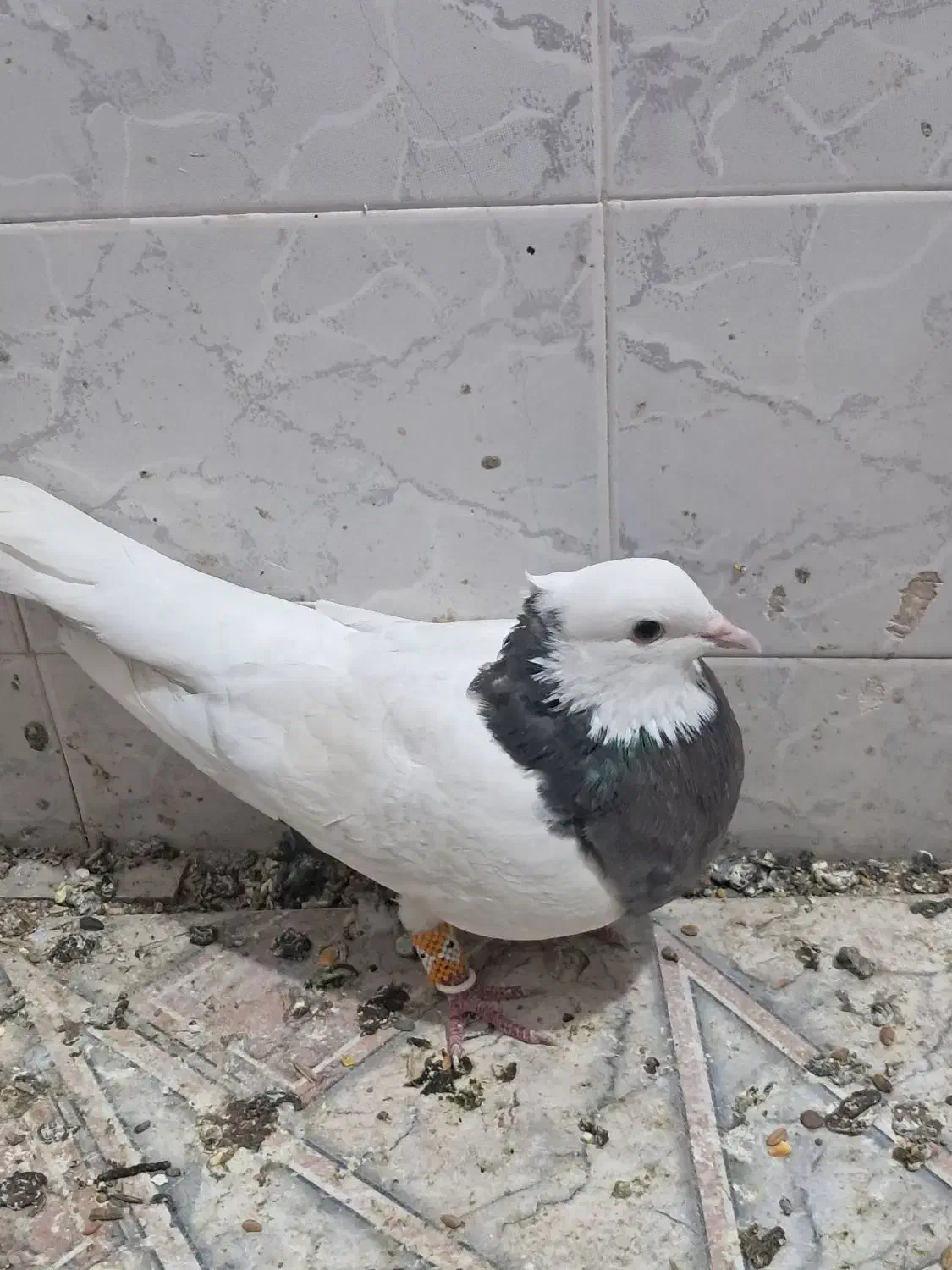 کفتر|پرنده|شیراز, لب آب|دیوار