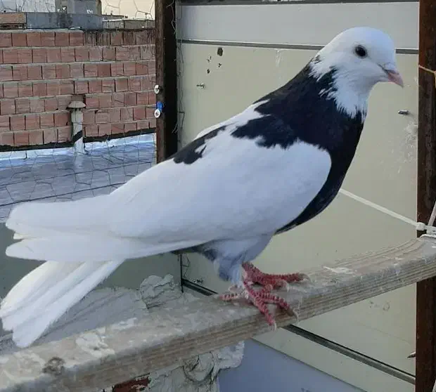 صید شده|پرنده|اردبیل, |دیوار