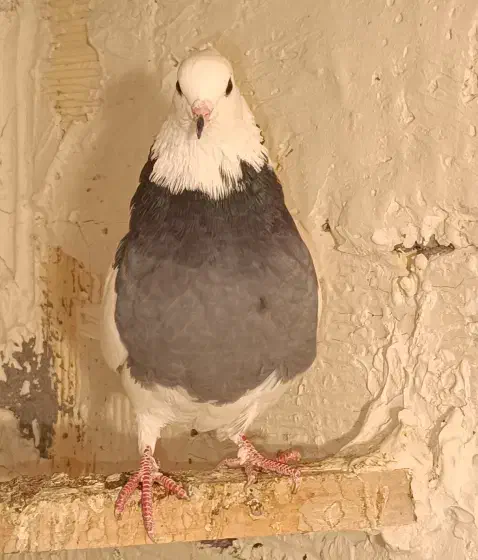 کبوتر طوق|پرنده|کرمانشاه, |دیوار