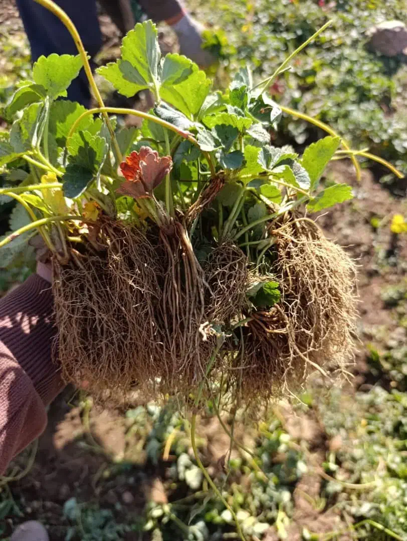 توت فرنگی|خدمات باغبانی و درختکاری|بهبهان, |دیوار