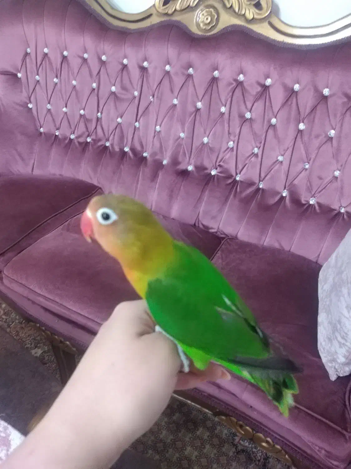 کوتوله|پرنده|مشهد, نوید|دیوار