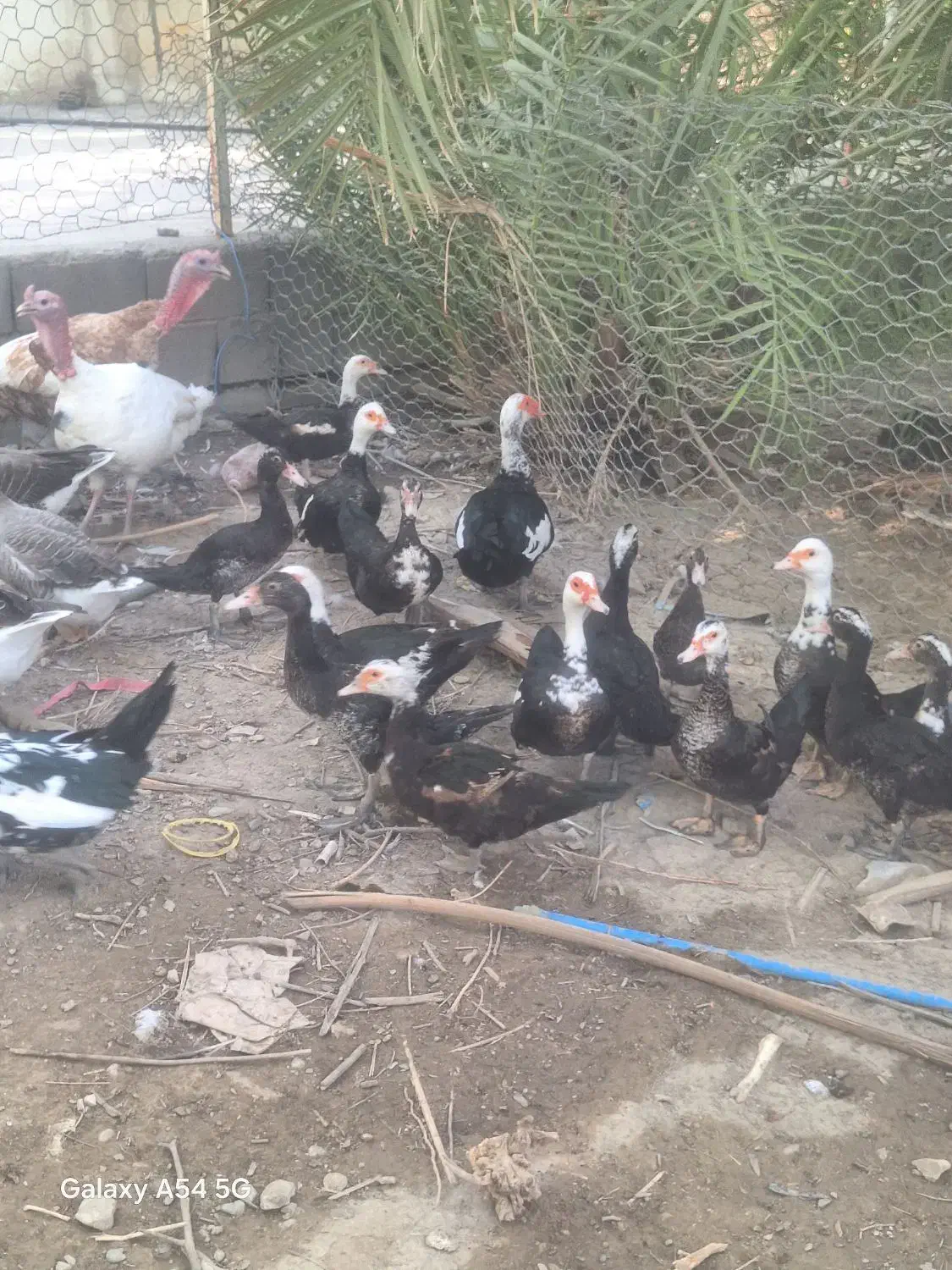 جوجه نر اردک روسی|حیوانات مزرعه|ایرانشهر, |دیوار