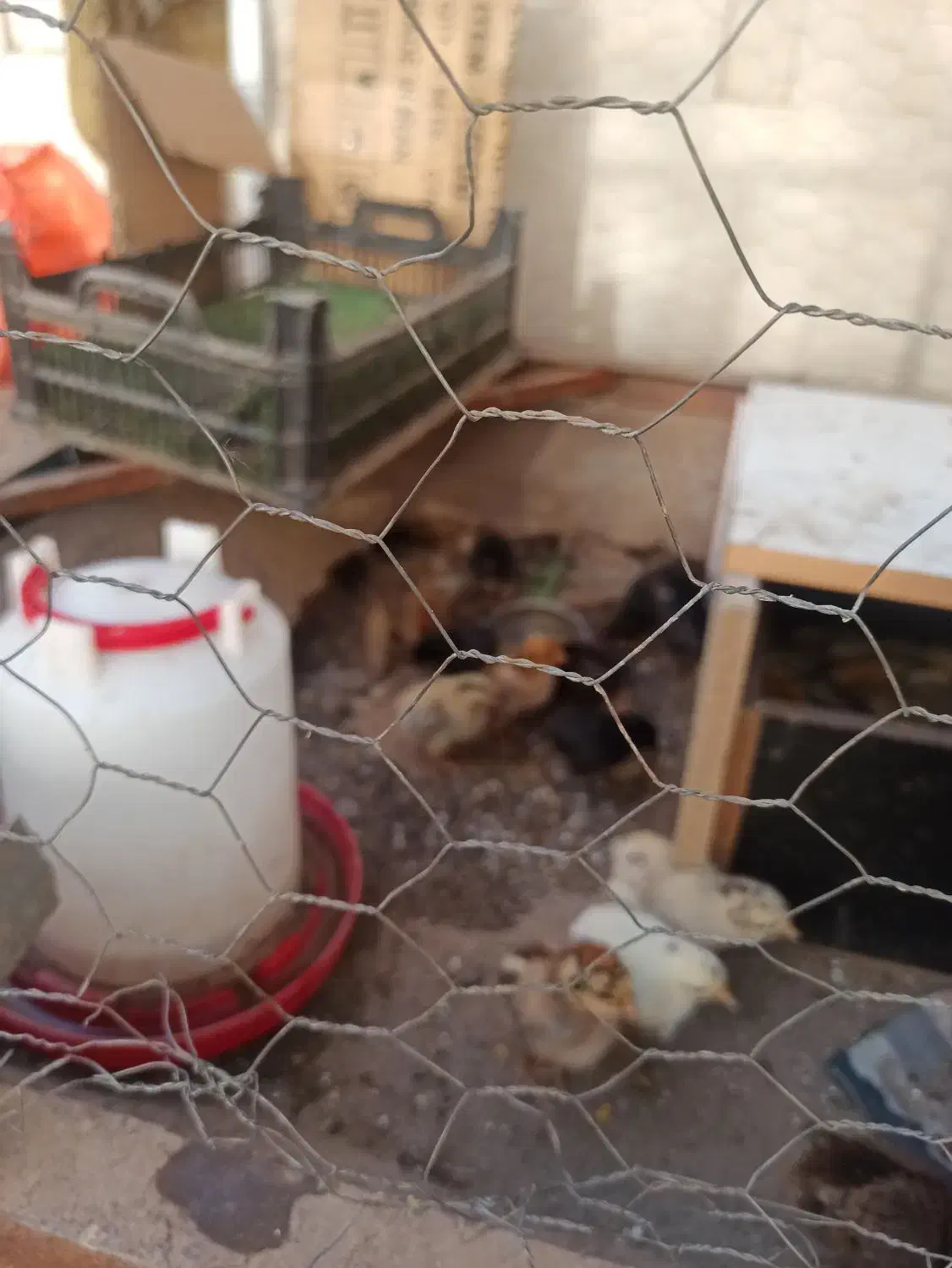 جوجه و مرغ|حیوانات مزرعه|اندیمشک, |دیوار