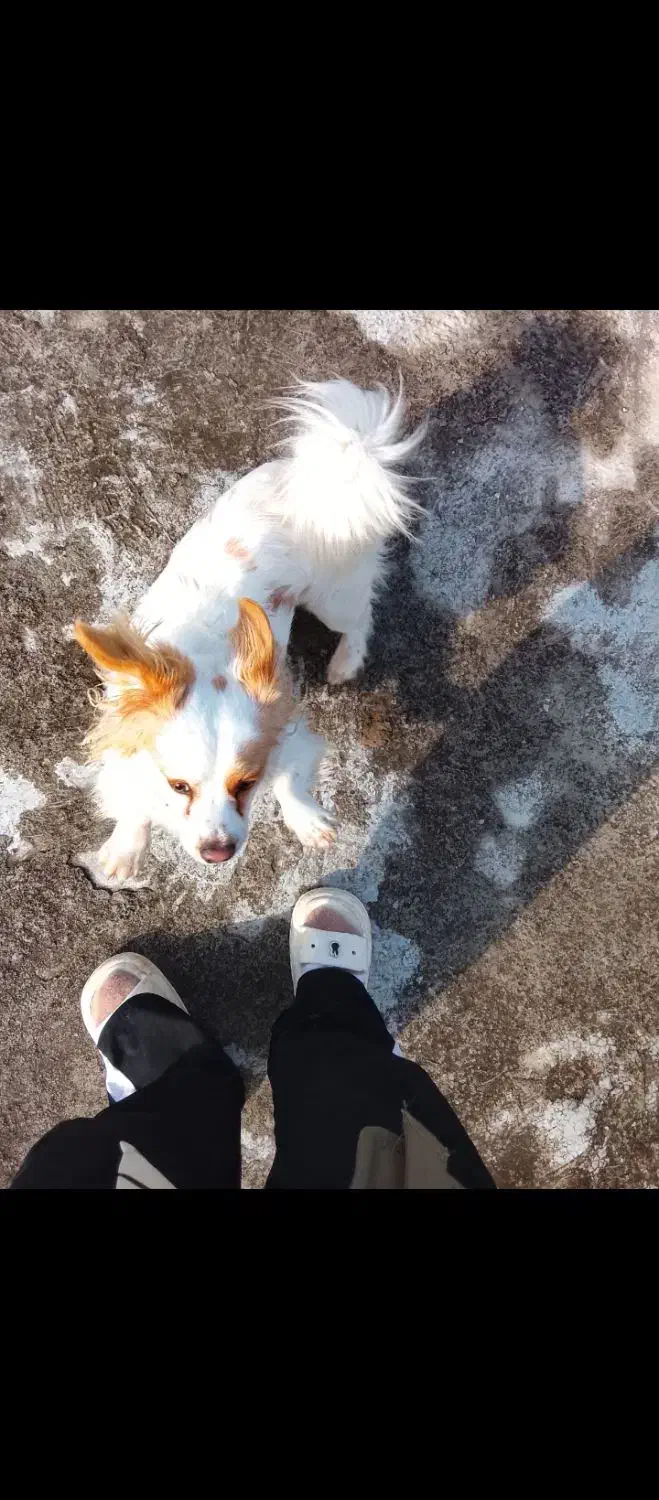 سگ واگذاری|سگ|تالش, هشتپر|دیوار