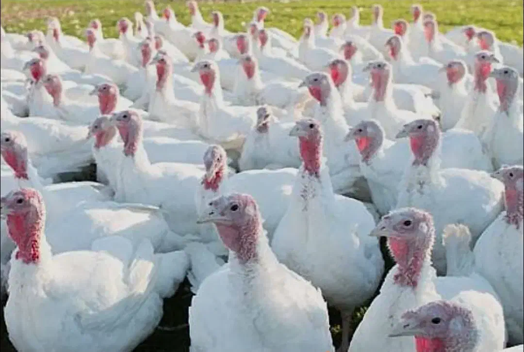 بوقلمون گوشتی|حیوانات مزرعه|تربت‌حیدریه, پائین ولایت|دیوار