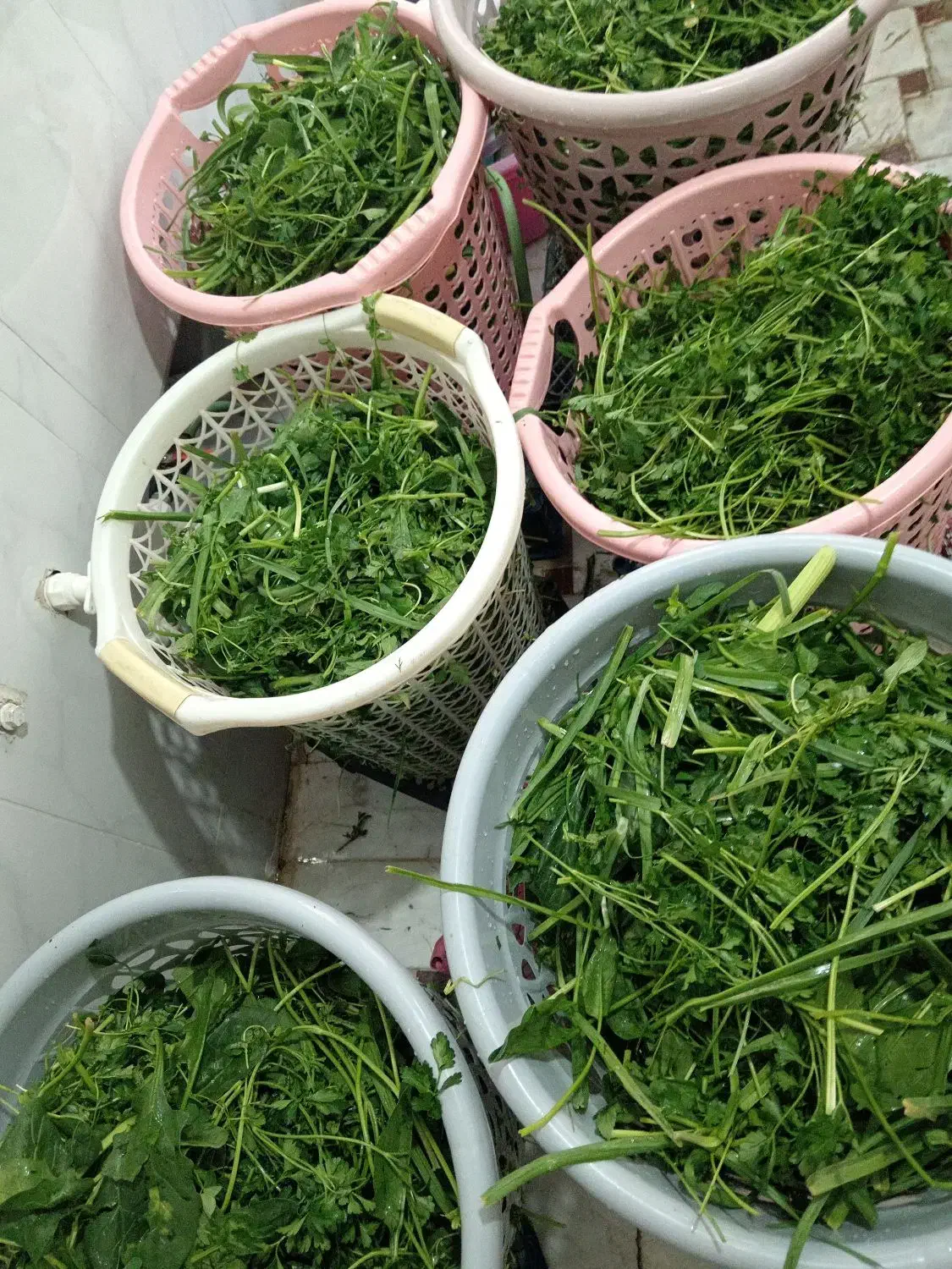 سبزی خورد شده و پاک شده|خوردنی و آشامیدنی|قم, علی آباد|دیوار