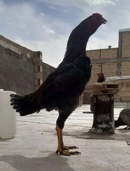 خروس‌لاری‌|حیوانات مزرعه|محمدیه-قزوین, |دیوار