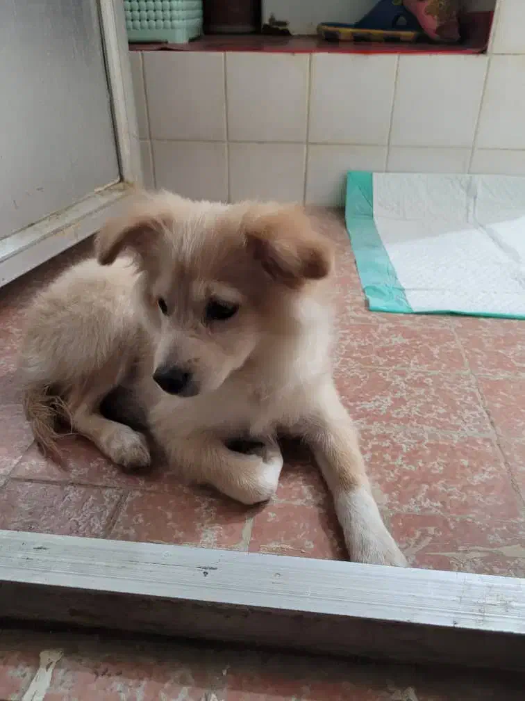 اشپیتز 3تا4ماهه نروماده|سگ|بهبهان, |دیوار