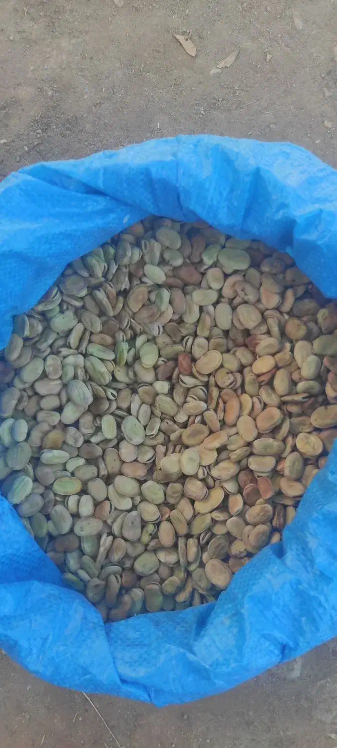 باقلا کیلویی150|حراج|لنده, |دیوار