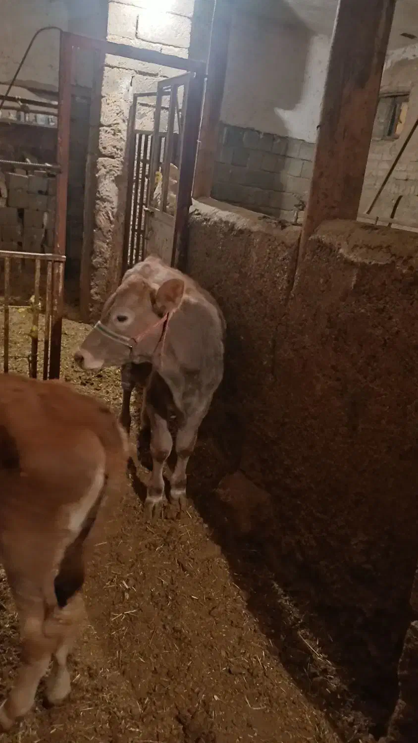 گوساله نر سویسی|حیوانات مزرعه|دیواندره, |دیوار