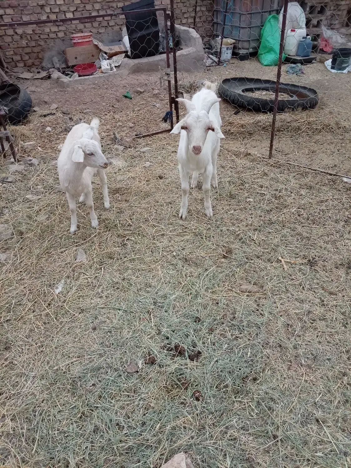 فروش دوراس بزغاله نروماده سانن|حیوانات مزرعه|فردوس (خراسان), |دیوار