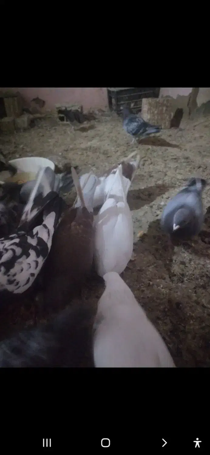 پرنده، کفتر همه مدل و رنگ،|پرنده|شیروان (خراسان), |دیوار