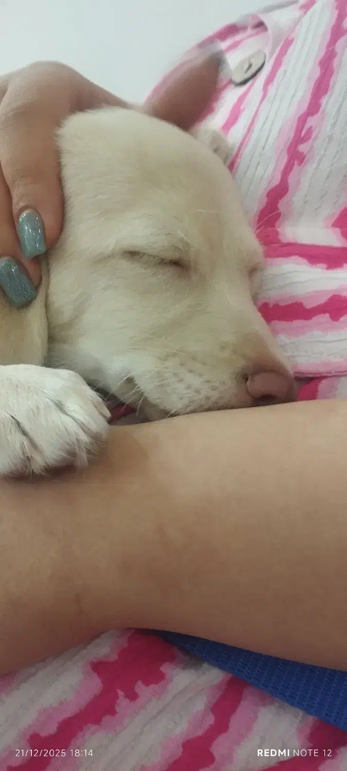 سگ شیتزو کراس|سگ|تهران, مخصوص|دیوار