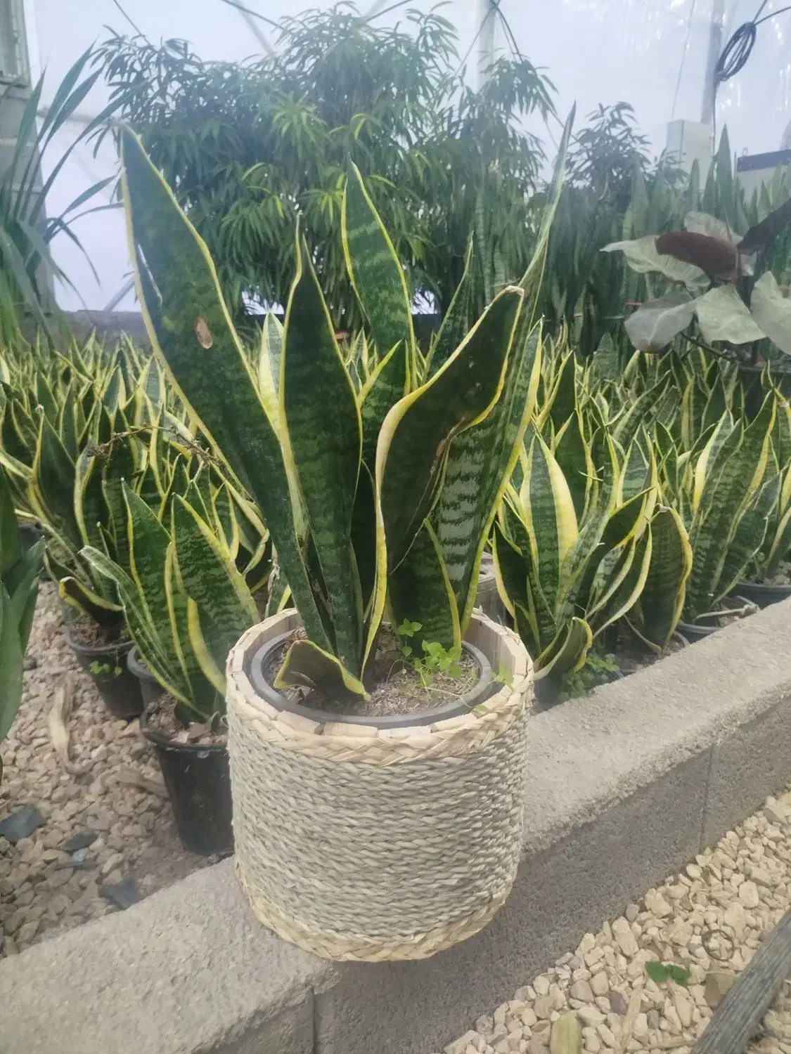 گل و گیاه|گل و گیاه طبیعی|شیراز, نصر|دیوار