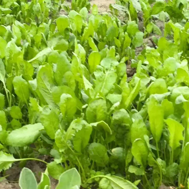 سبزی شاهی|عمدهفروشی|گرگان, |دیوار