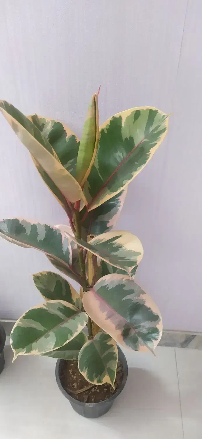 یوکای مقاوم فقط ۳۴۰|گل و گیاه طبیعی|اصفهان, سرچشمه|دیوار