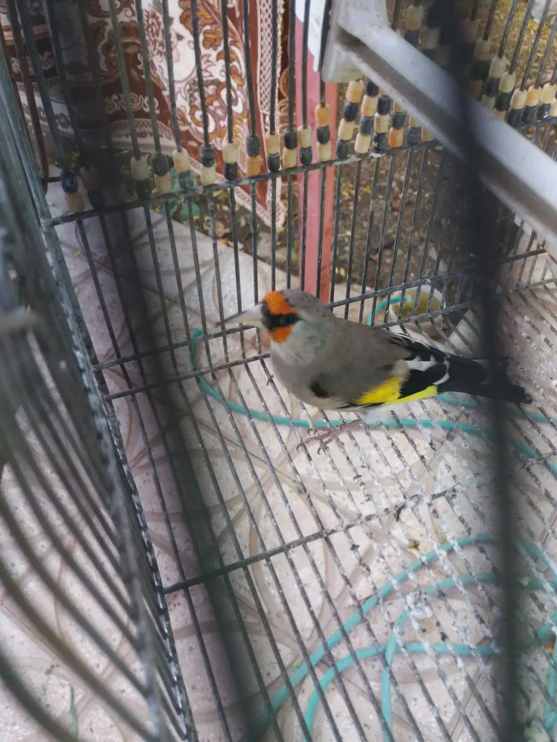 سهره نر خاکی قناری|پرنده|یزد, |دیوار