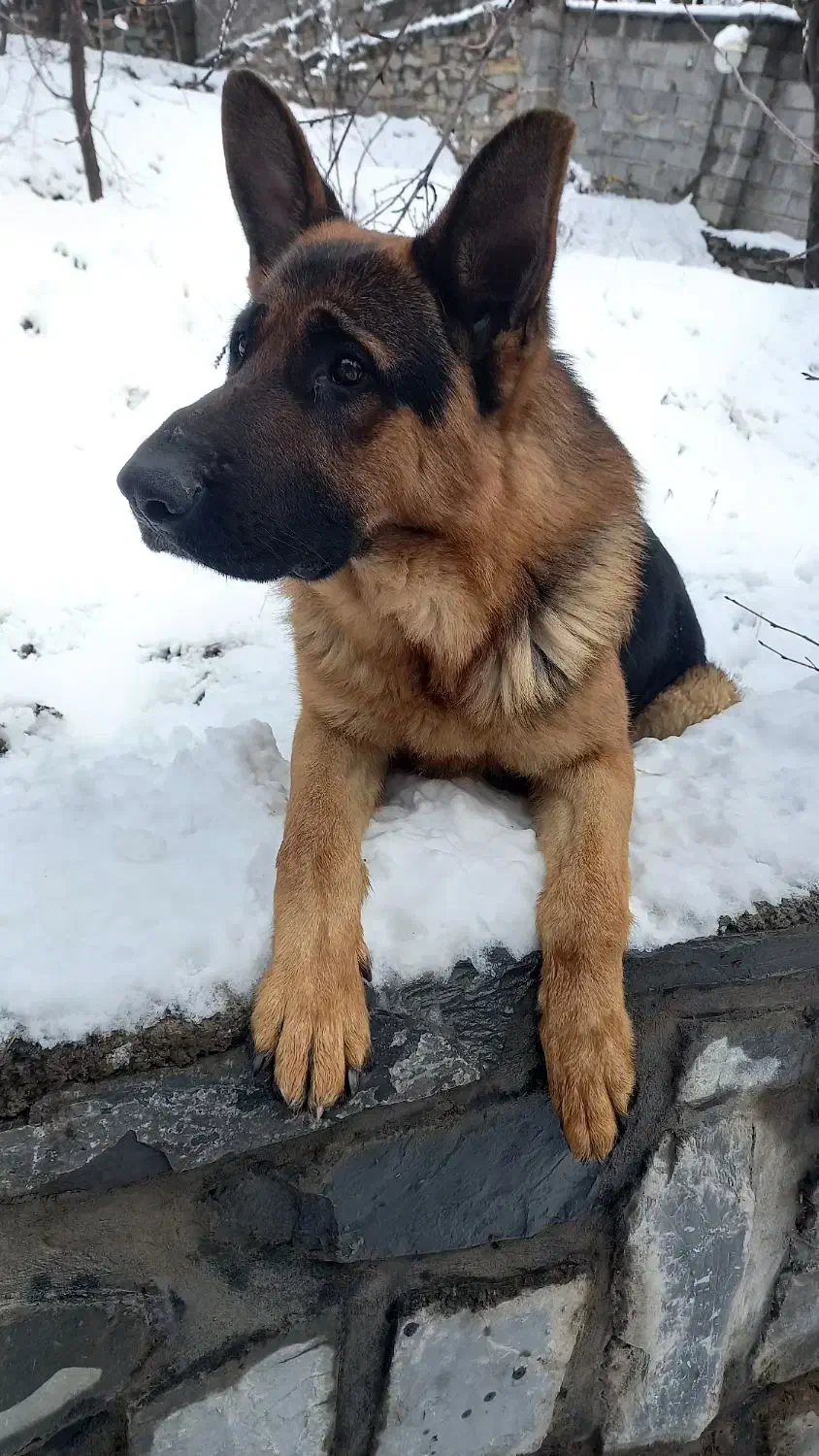 سگ ژرمن|سگ|فشم, |دیوار