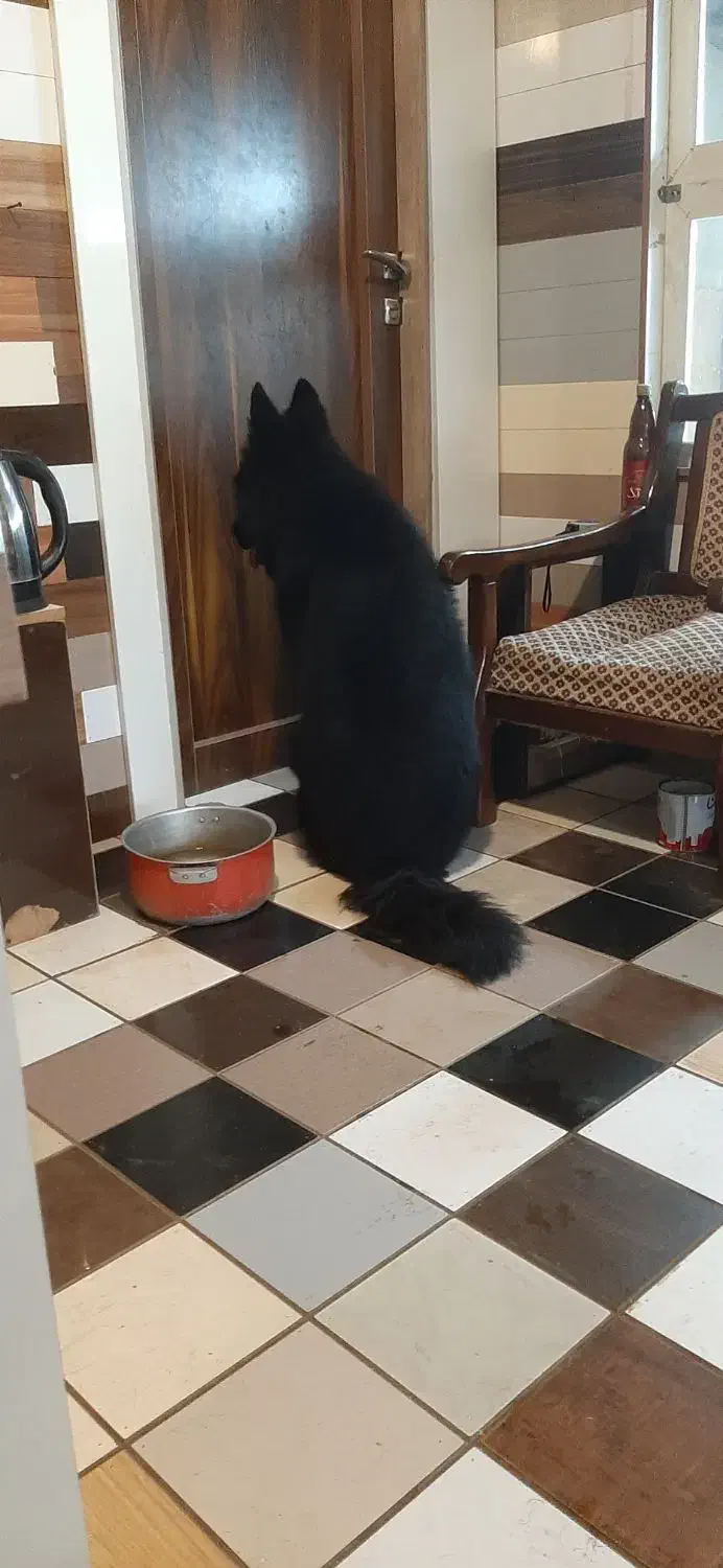 فروش یه قلاده ژرمن بلک اصیل|سگ|بابل, |دیوار