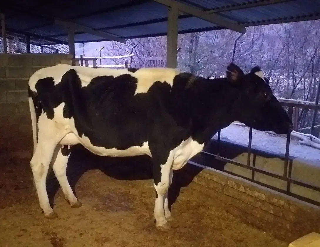 گاو و گوساله|حیوانات مزرعه|طالقان, |دیوار