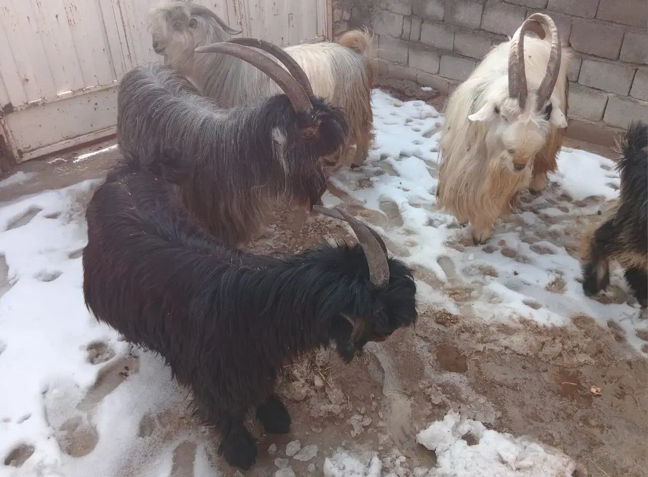 کهره تخمی|حیوانات مزرعه|اردل, |دیوار