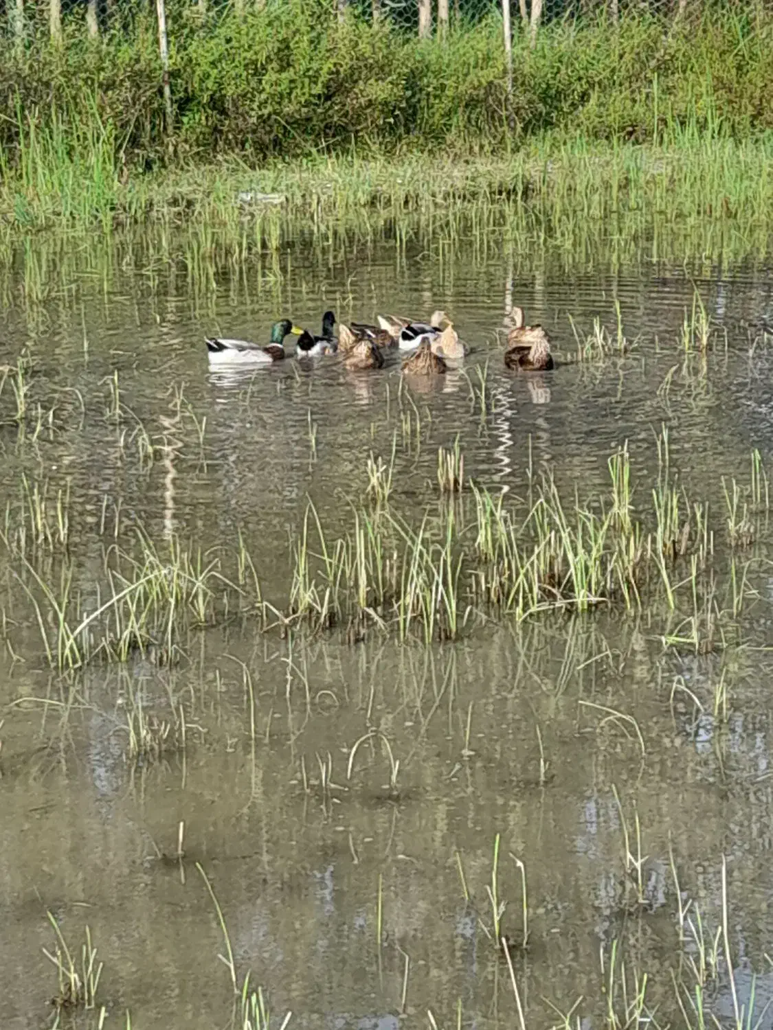 اردک محلی نر|حیوانات مزرعه|رشت, فرودگاه سردار جنگل رشت|دیوار