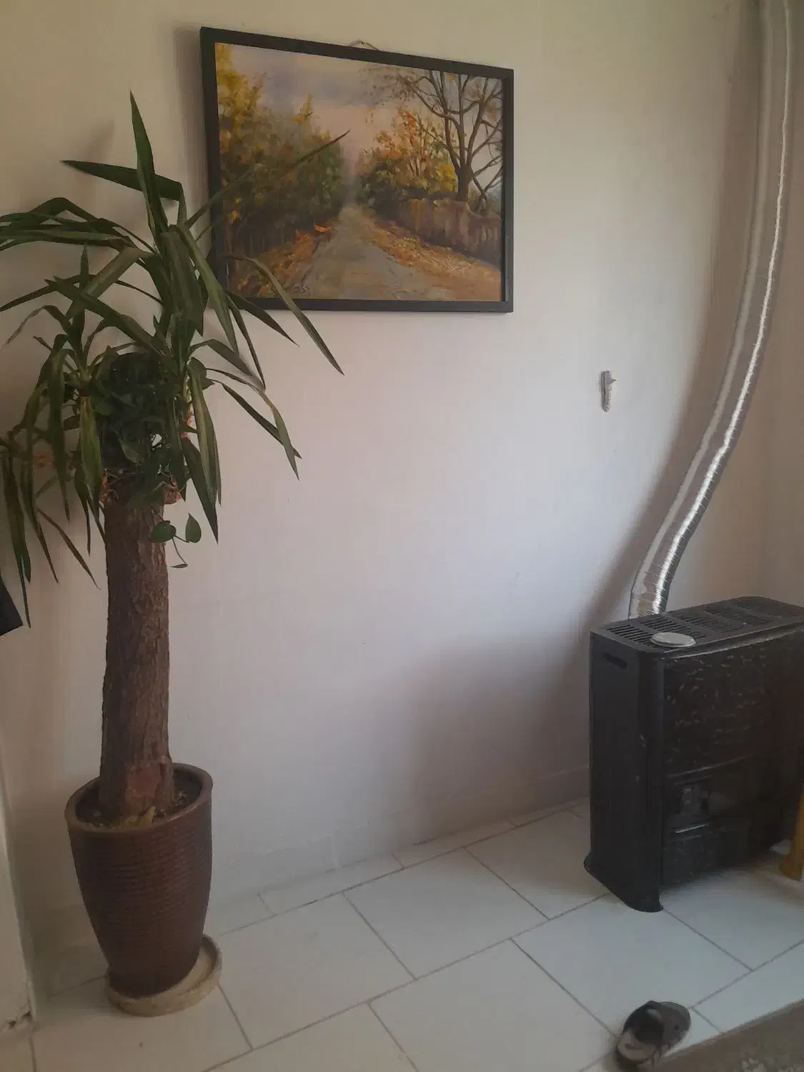 یوکا تنه دار|گل و گیاه طبیعی|تهران, درکه|دیوار