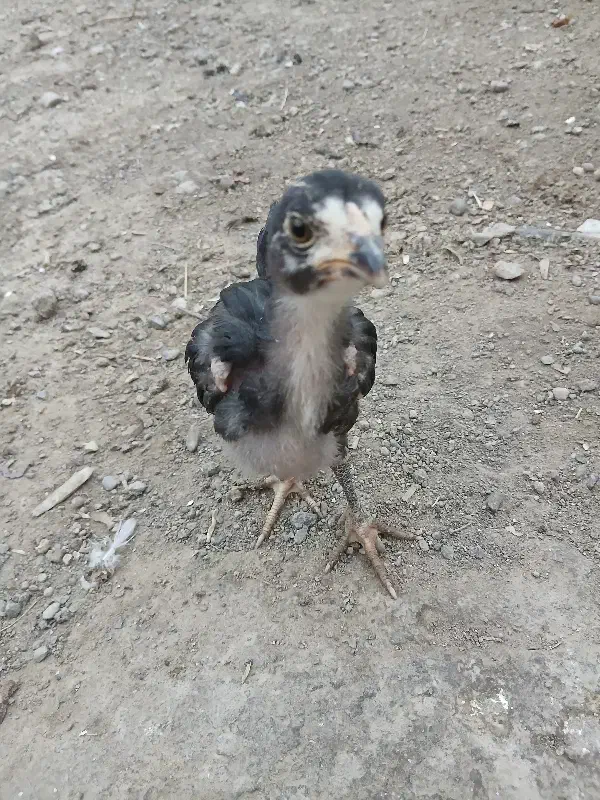ساعت جوجه ای|ساعت|زابل, |دیوار