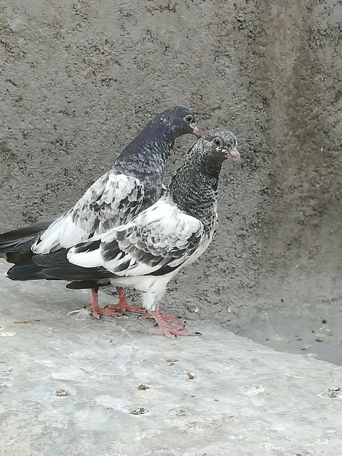 کبوتر گمشده|پرنده|قم, علی آباد سعدگان|دیوار