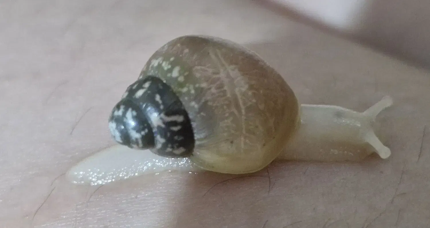 حلزون آچاتینا آلبینو تخم و بچه|خزنده|بجنورد, |دیوار