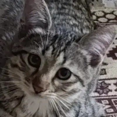 واگذار رایگان|گربه|شهرکرد, |دیوار