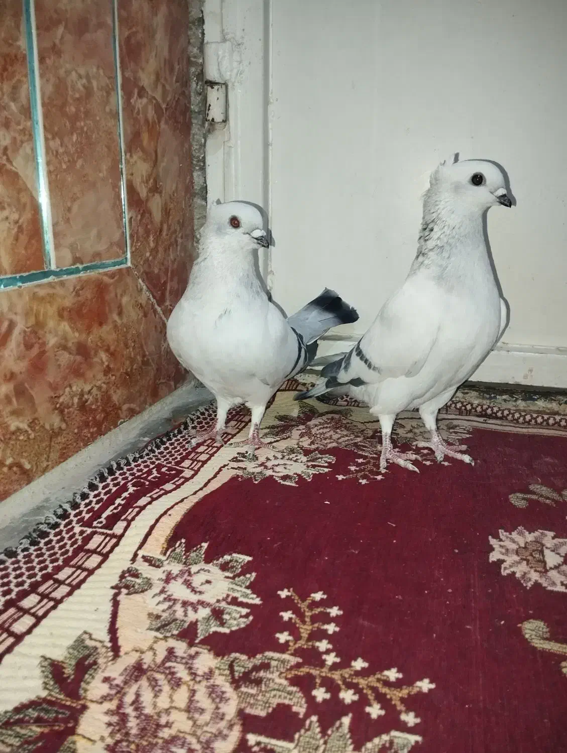 شامی|پرنده|زرین دشت (فارس), |دیوار