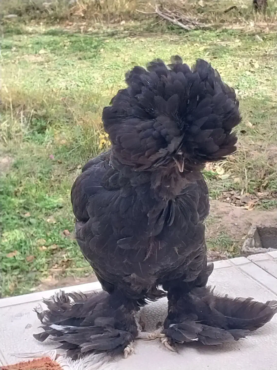 مرغ های اصل وزینتی|حیوانات مزرعه|مشگین شهر, |دیوار