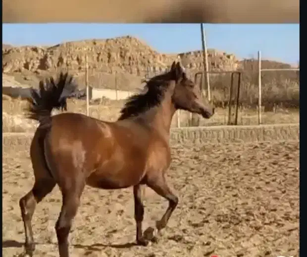 مادیان ۴ساله کره بن شیخ|اسب و تجهیزات اسب‌سواری|اهر, |دیوار