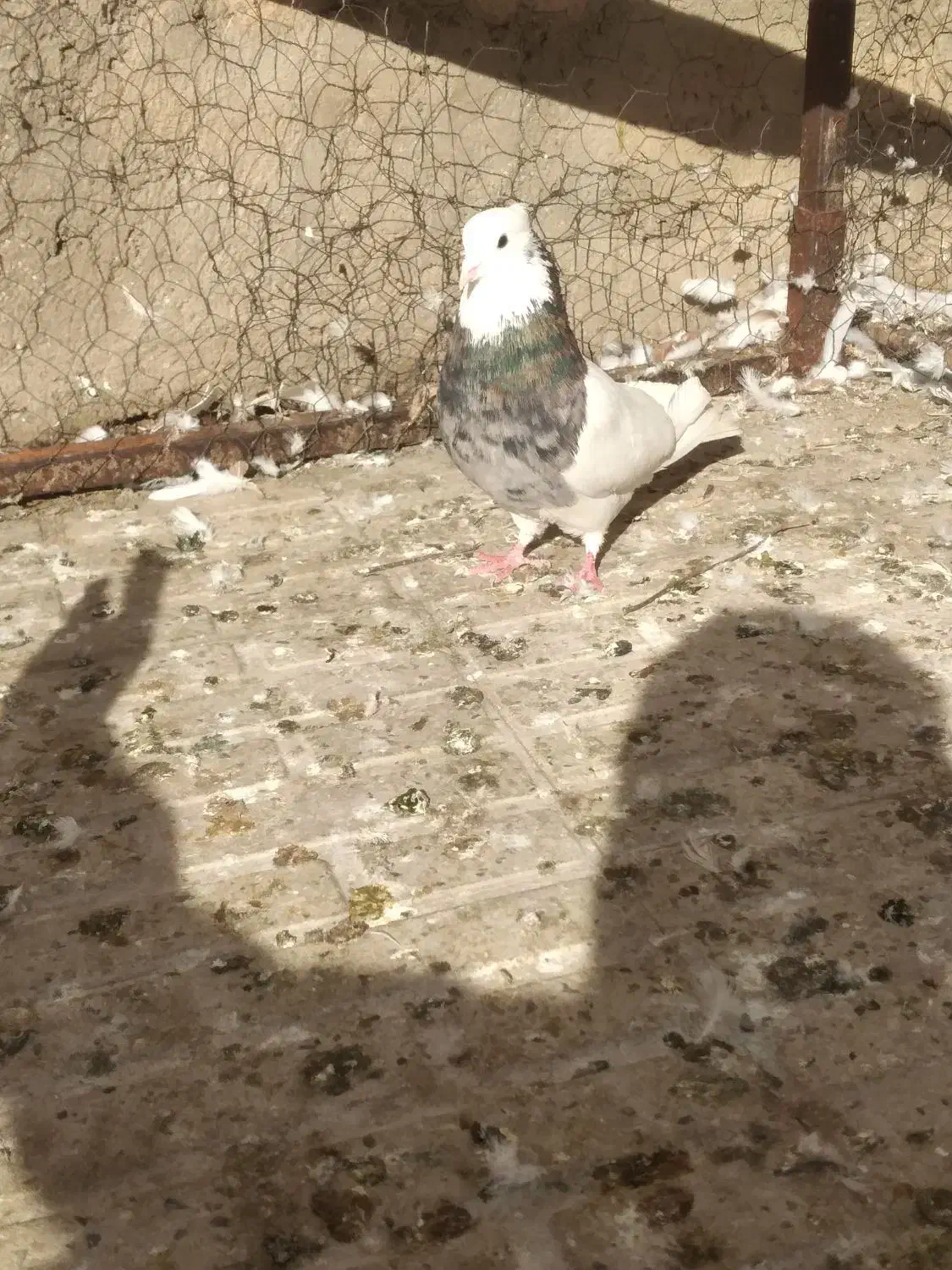 طوقی|پرنده|تویسرکان, |دیوار